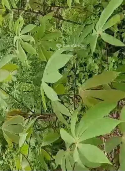 terrain Songon Adonkoi · Songon